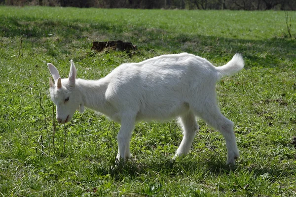 Goatling — Stock Photo, Image