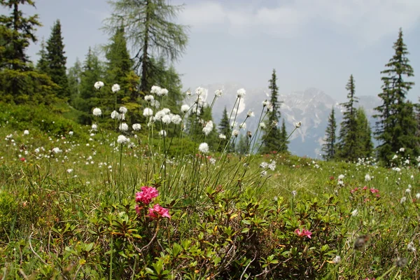 Fleur sur prairie — Photo