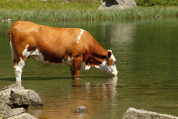 Vache debout dans le lac — Photo