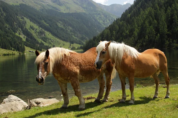 Two horses — Stock Photo, Image