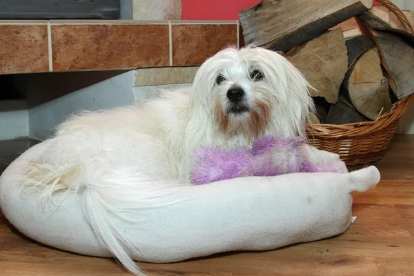 Coton de Tulear — Stock Photo, Image