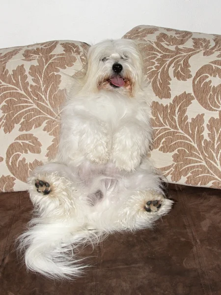 Coton de Tulear — Stock Photo, Image