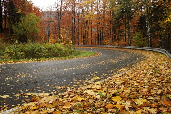 Forest way — Stock Photo, Image