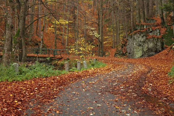 Leśna droga — Zdjęcie stockowe