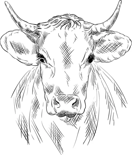 Retrato de vaca — Vector de stock