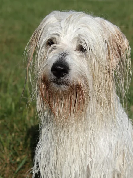 Coton de Tuléar — Stockfoto