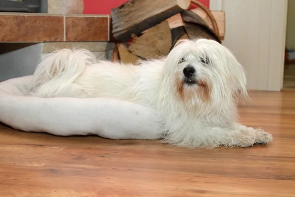 Coton de Tulear — Stock Photo, Image