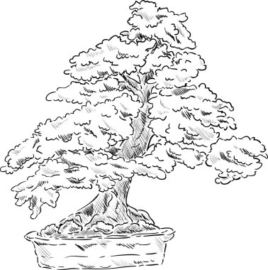 Bonsai Ağacı
