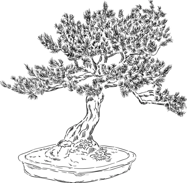 Árbol de Bonsai — Vector de stock