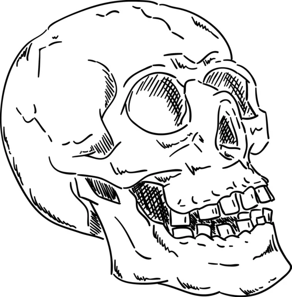 두개골 — 스톡 벡터