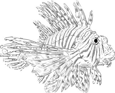 Pterois volitans