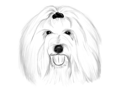 Coton De Tulear