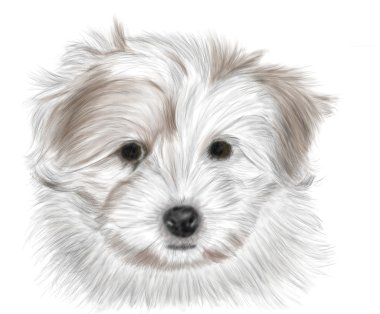 Coton De Tulear