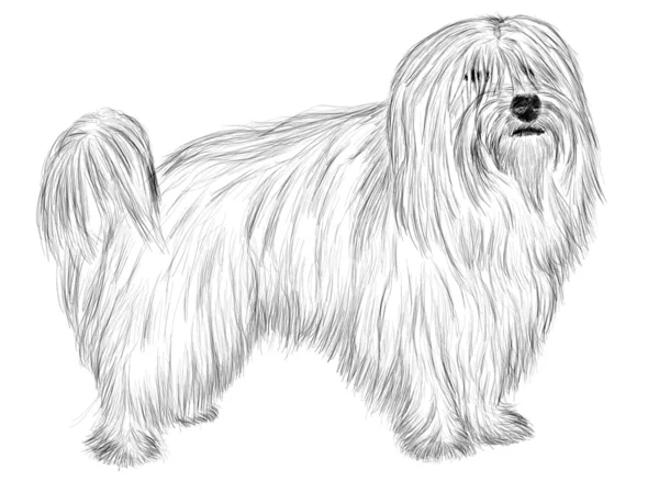 Coton de Tulear — Stock Photo, Image