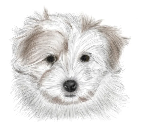 Coton De Tulear vagyok. — Stock Fotó