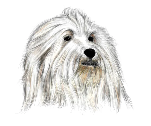 Coton De Tulear vagyok. — Stock Fotó