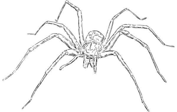 Araña — Vector de stock