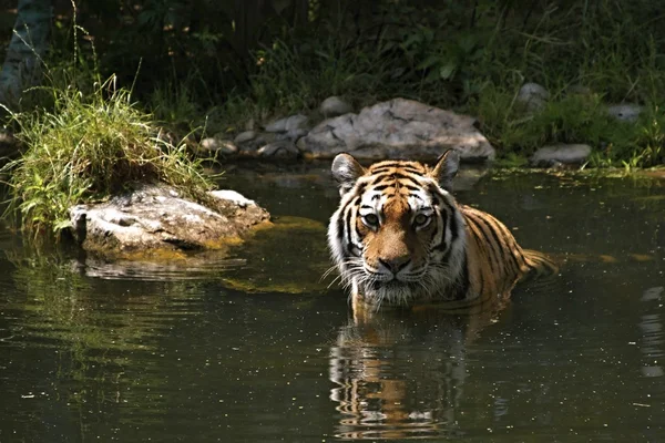 Tiger taking a bath. — Stock Photo, Image