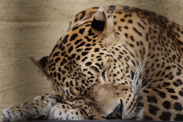 Ceylon leopard — Stock Photo, Image