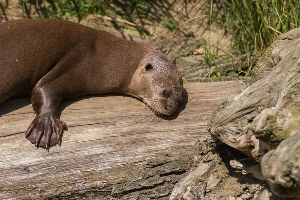 Lontra gigante — Fotografia de Stock