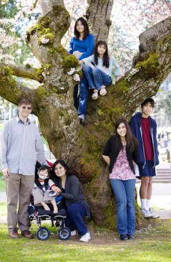 yedi büyük kiraz ağacı tam Bloom tarafından aile