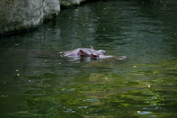 Hipopótamo cabeza pegada sobre el agua —  Fotos de Stock