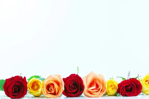 Rosas rojas, amarillas y de color melocotón alineadas aisladas sobre blanco ref — Foto de Stock