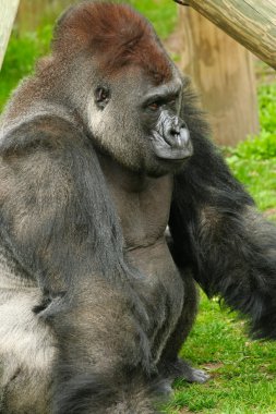 gümüş sırtlı goril