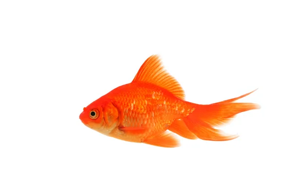 Un pesce rosso coda di fango — Foto Stock