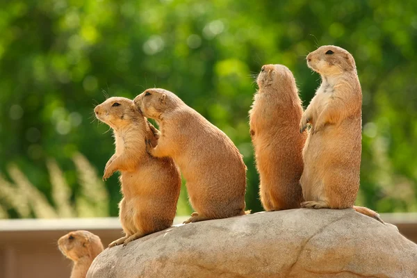 Prairie dogs on rock — Stock Photo, Image