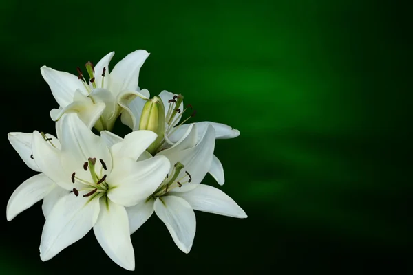 Белые лилии на зеленом фоне — стоковое фото