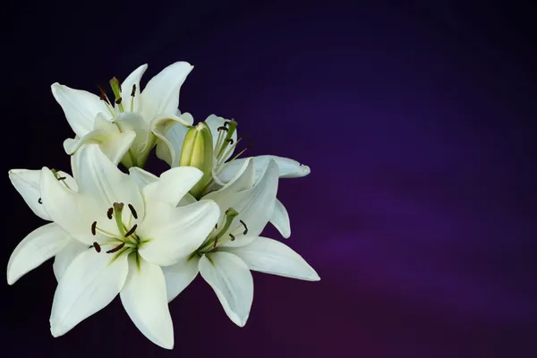 Lirios blancos sobre fondo púrpura , — Foto de Stock