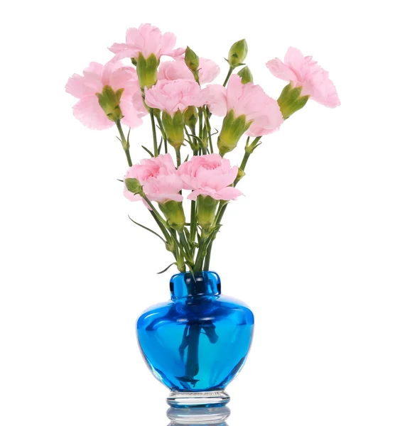 蓝色花瓶里的粉红色康乃馨 — 图库照片