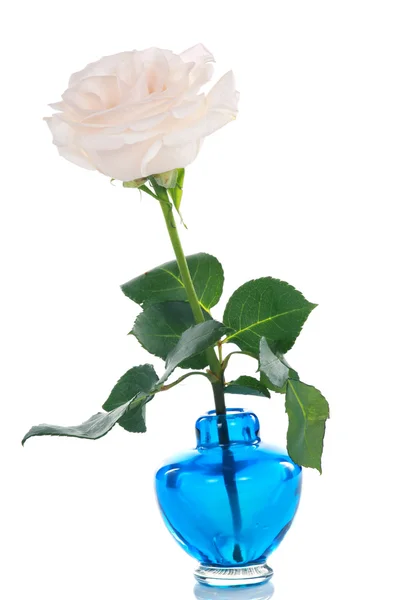 Rosa singola bianca tagliata in vaso blu — Foto Stock