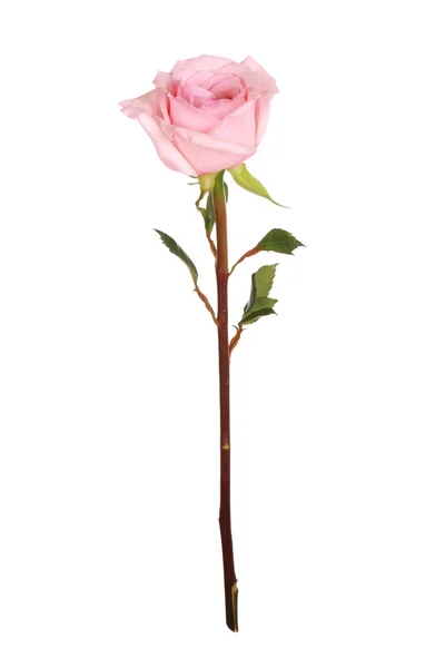 Single pink rose on white — Stock Photo, Image