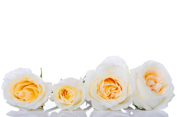 4 つの白いバラ — ストック写真