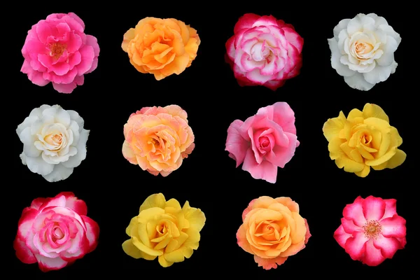 One dozen rose flower blossoms isolated on black — Stock Photo, Image