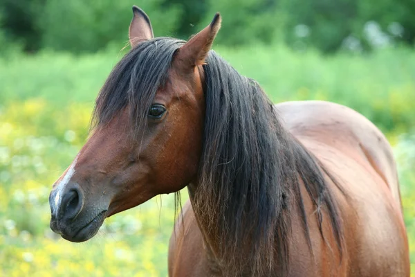 Beautiful brown horse Stock Image