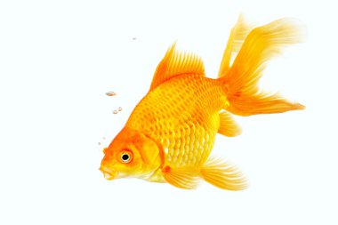 Güzel kıç goldfish