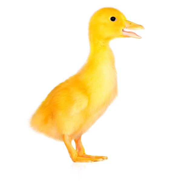 Cute yellow duckling — Stock Photo, Image