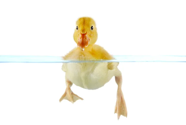 Cute yellow duckling swimming in water — Stock Photo, Image