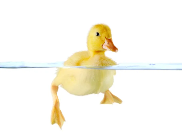 Cute yellow duckling swimming in water — Stock Photo, Image