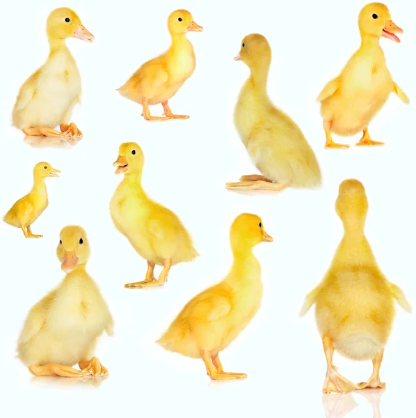 Collage of cute baby ducklings on white — Stock Photo, Image