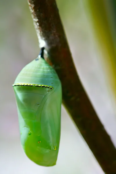 Pale green chrysallis of the Monarch butterfly — Stock Photo, Image