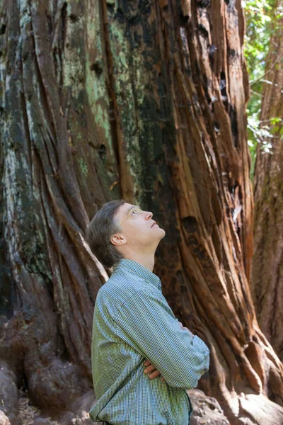 Uomo Caucasico Nei Primi Anni Cinquanta Guardando Alto Alberi Sequoia — Foto Stock