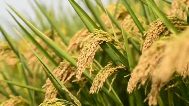Рисовий рис — стокове відео