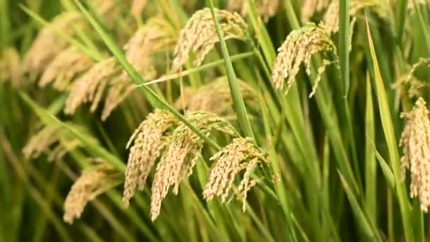Рисовий рис — стокове відео