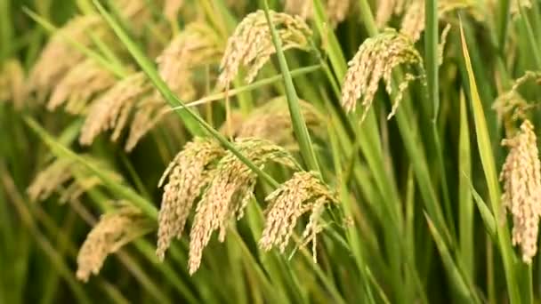 Riz Paddy 