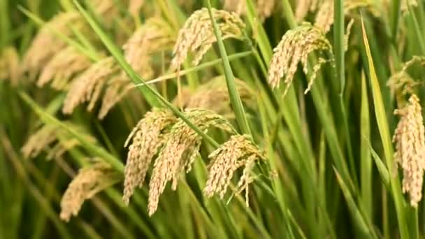 Arroz de arroz — Vídeos de Stock