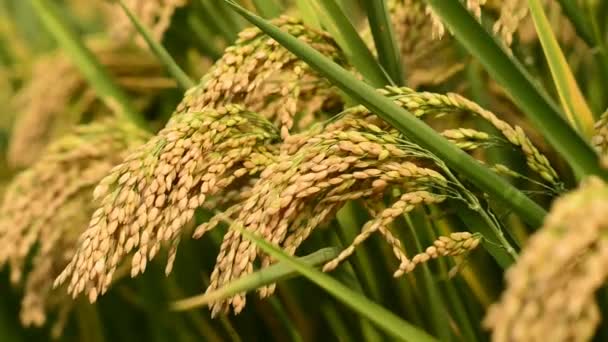 culture de riz 